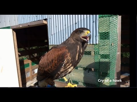 鷹の鳴き声  Cry of a hawk - YouTube
