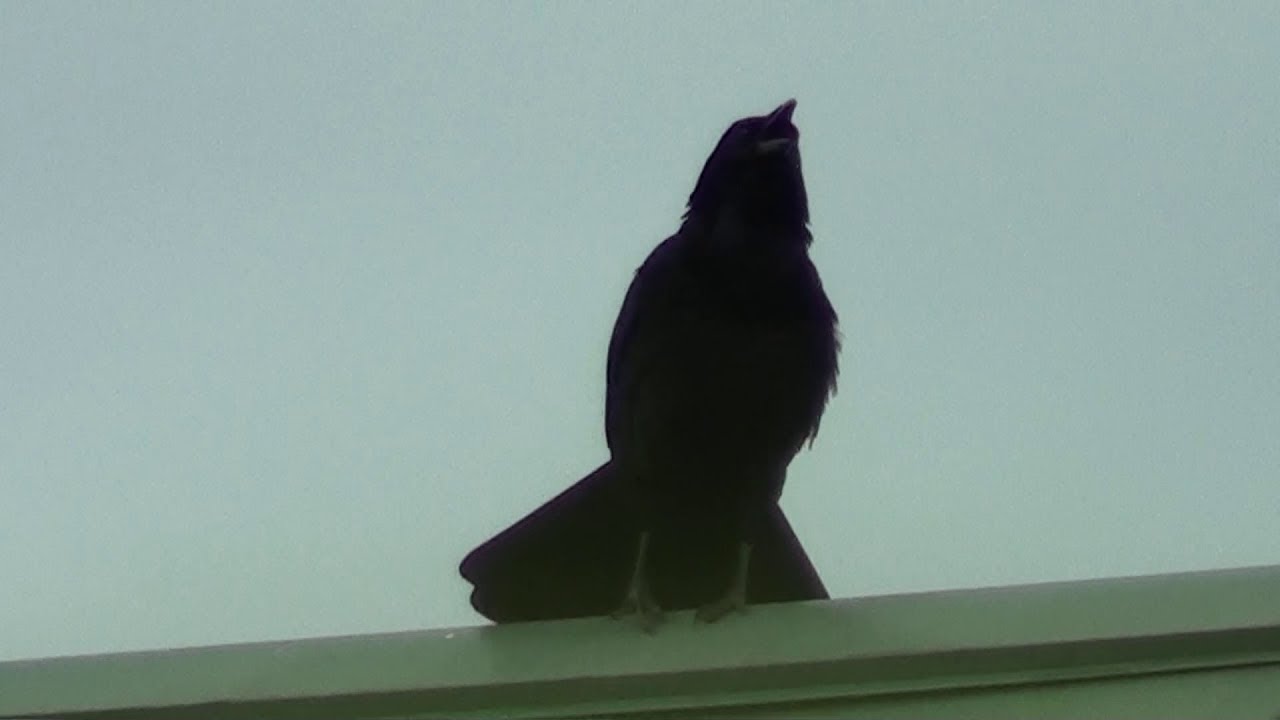 カラスの激しい鳴き声 - YouTube