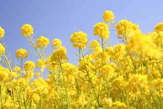 【求む】認知症を防ぐには!?