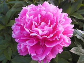 あなたが一番好きな花！