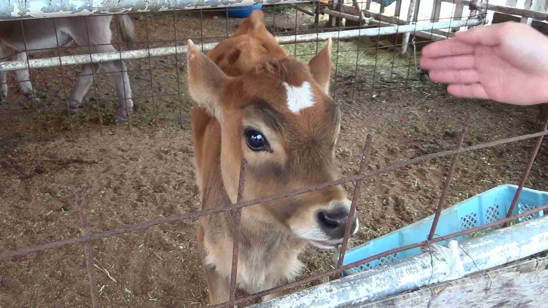 芸能人で動物園を作ろう