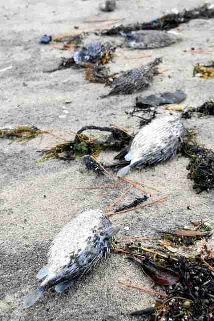 砂浜に下りて「ギャー!」海岸に大量のハリセンボン…寒波の影響か