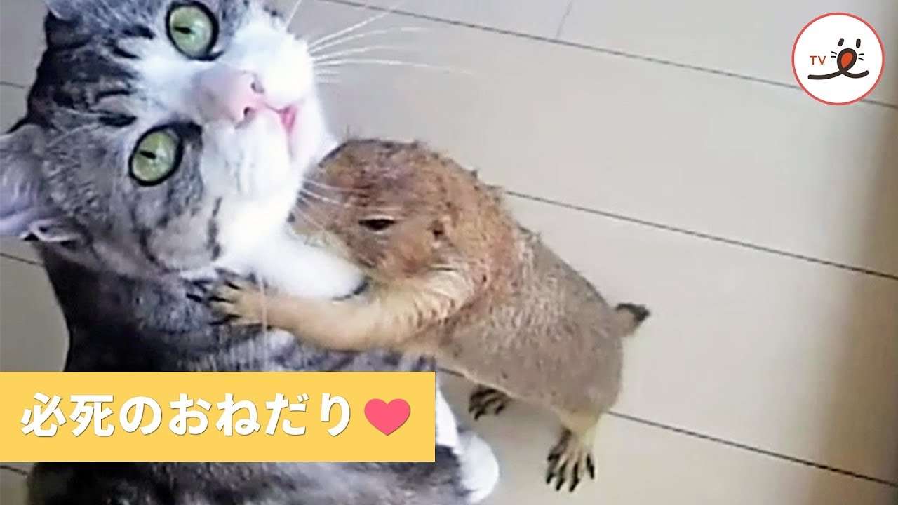 プレーリードッグさんが猫さんにおねだりしていたものは…？【PECO TV】 - YouTube