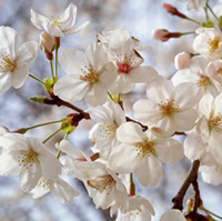 桜のお花見マナーガイド