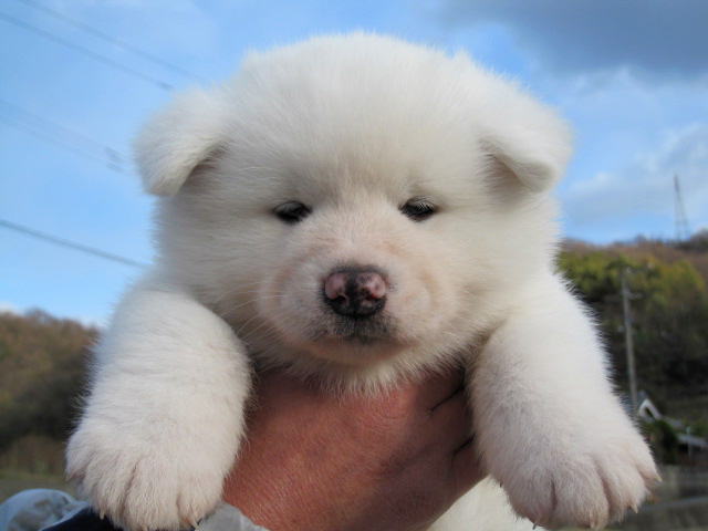秋田犬と柴犬を交互に貼ろう！