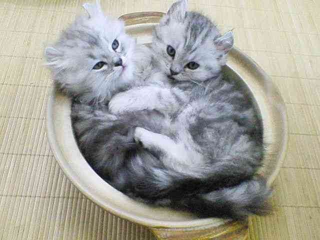 ひたすら猫鍋画像。