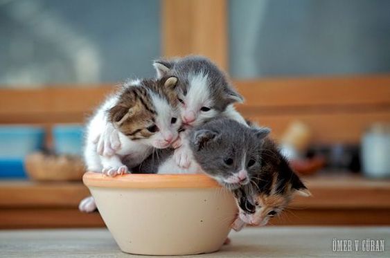ひたすら猫鍋画像。