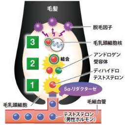 ペパーミントに抗男性ホルモン作用を確認・育毛効果に期待！｜株式会社毛髪クリニックリーブ21のプレスリリース