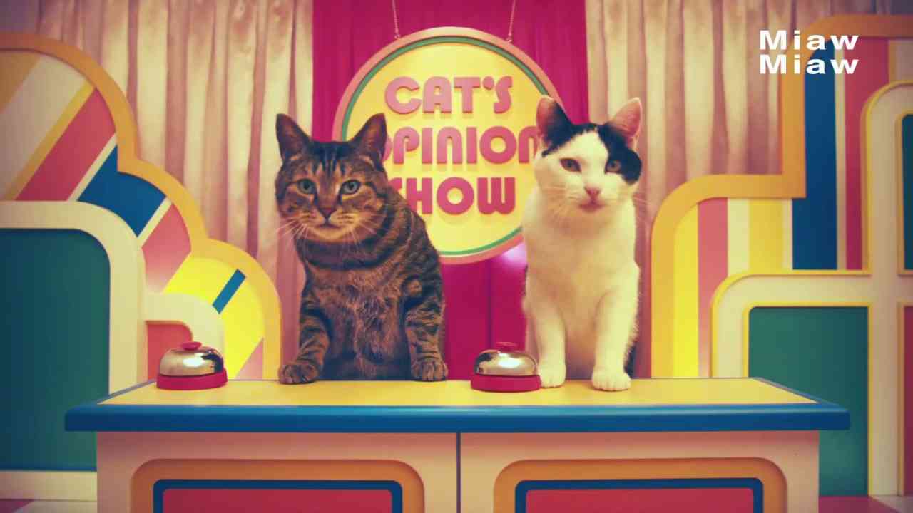 MiawMiawジューシー CM動画　早押し編　ミャウミャウ　ジューシー - YouTube