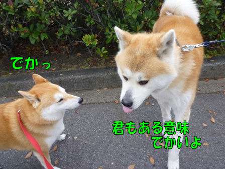 秋田犬と柴犬を交互に貼ろう！