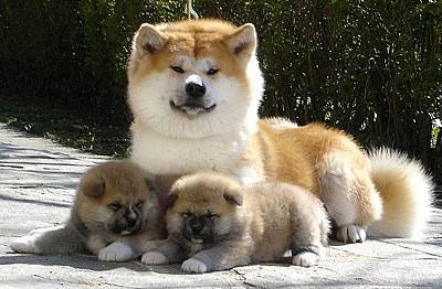 秋田犬と柴犬を交互に貼ろう！