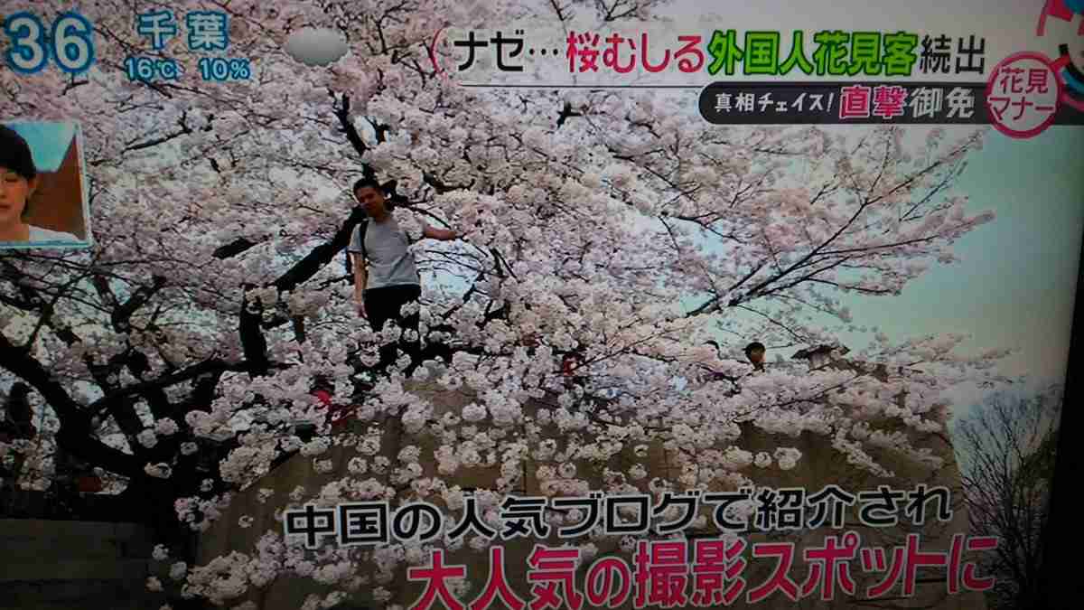 「日本で花見」の中国人が激増、旅行サイトの予約は前年比6割増に