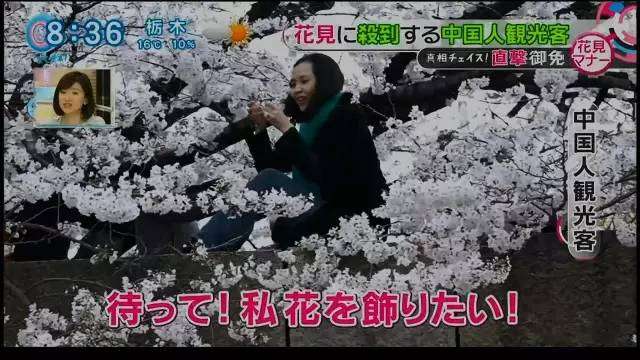 「日本で花見」の中国人が激増、旅行サイトの予約は前年比6割増に