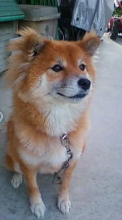 秋田犬と柴犬を交互に貼ろう！