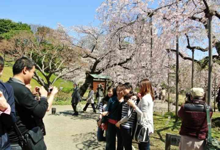 「日本で花見」の中国人が激増、旅行サイトの予約は前年比6割...｜レコードチャイナ