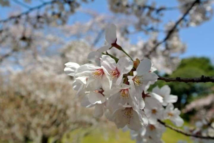 「日本で花見」の中国人が激増、旅行サイトの予約は前年比6割増に