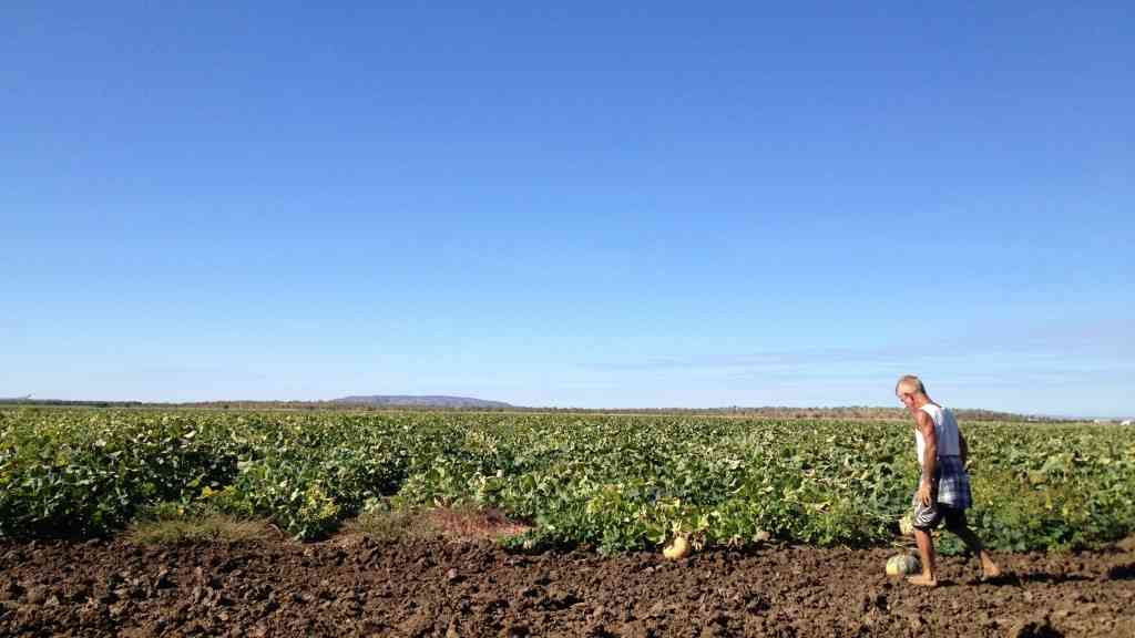   月収5000ドル！オーストラリアファーム仕事で出稼ぎワーホリ給料情報 | PARE-KO BLOG [パレコブログ]