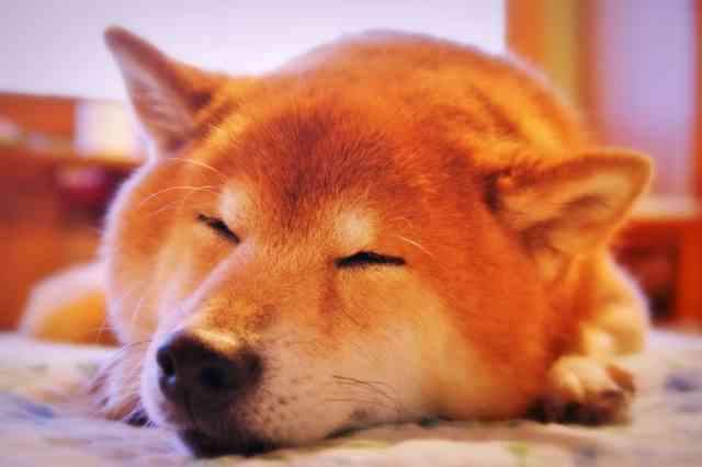 秋田犬と柴犬を交互に貼ろう！