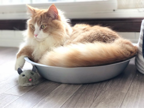 ひたすら猫鍋画像。