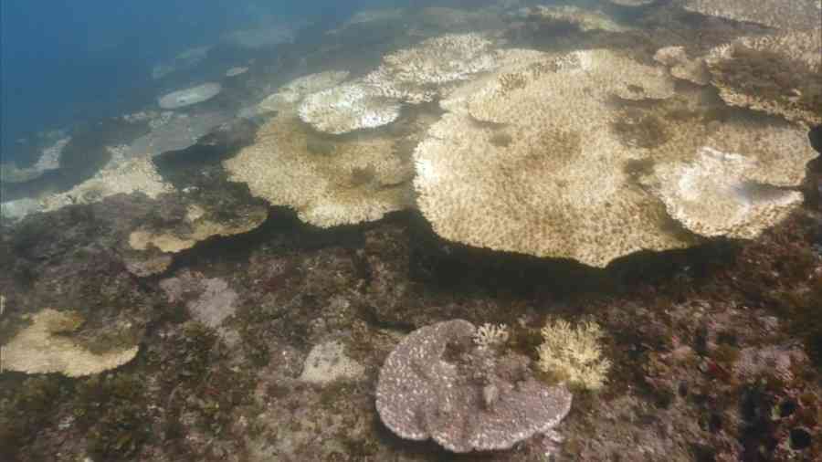 【特集】サンゴが真っ白に…　紀伊半島沖の海に“異変” （MBSニュース） - Yahoo!ニュース