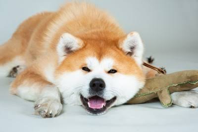 秋田犬と柴犬を交互に貼ろう！