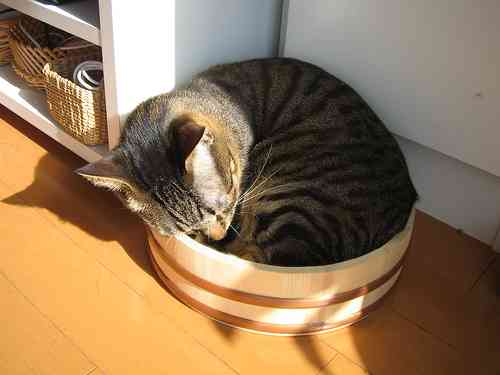 ひたすら猫鍋画像。