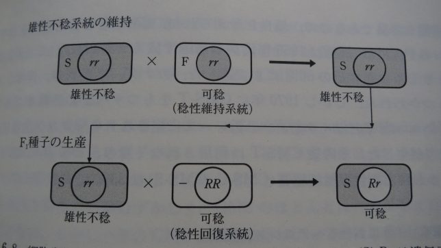 「雄性不稔のF1品種は子孫を残せない！！危険！」は少し煽り過ぎな気がする。 – ソクラテスの煙草のブログ