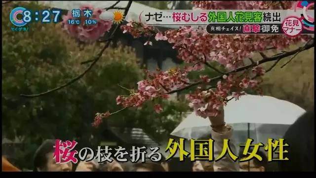 「日本で花見」の中国人が激増、旅行サイトの予約は前年比6割増に