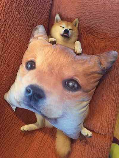 秋田犬と柴犬を交互に貼ろう！