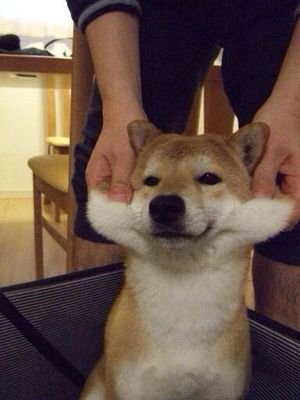 秋田犬と柴犬を交互に貼ろう！