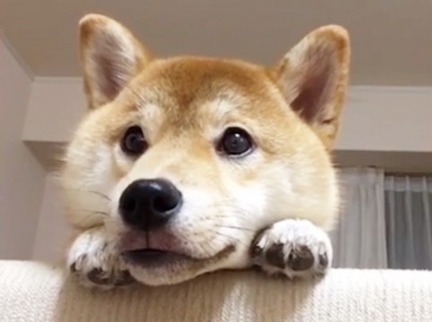 秋田犬と柴犬を交互に貼ろう！