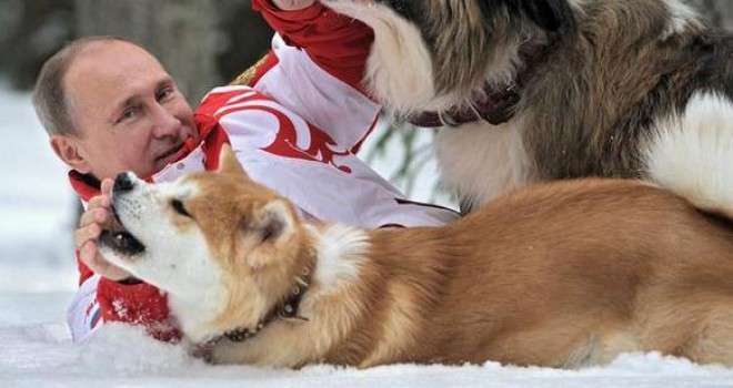 秋田犬と柴犬を交互に貼ろう！