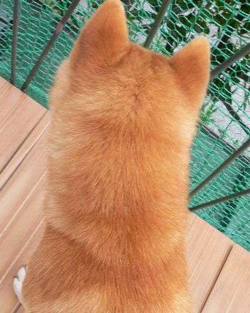 秋田犬と柴犬を交互に貼ろう！