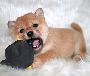 秋田犬と柴犬を交互に貼ろう！