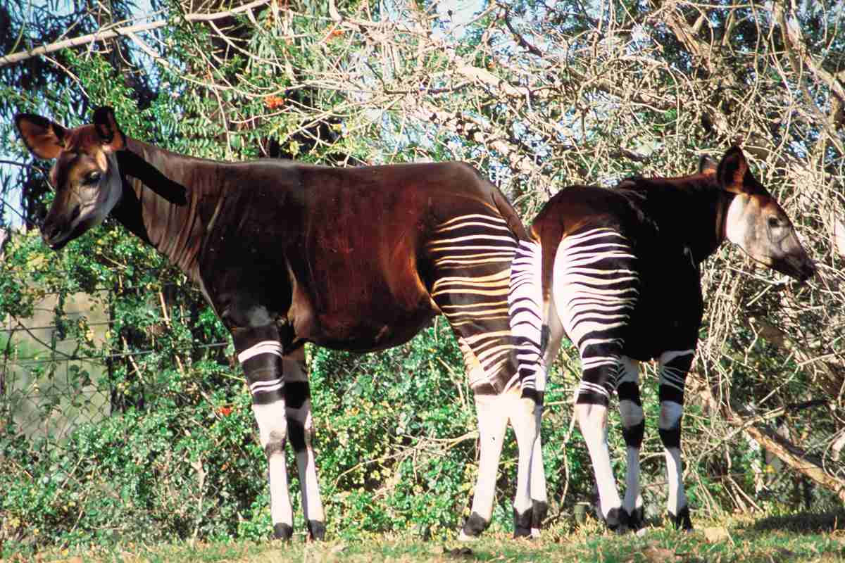 Zeebra、「ゼブラ」と名前間違えられ激怒　2ショット撮ったファンに...「完全なる撮り損」