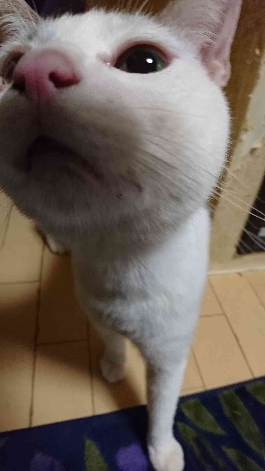 ペットの写真の撮り方を教えてください