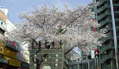 ☆☆せいせきshop.com☆☆　--桜ヶ丘商店会連合会オフィシャルサイト--　多摩市聖蹟桜ヶ丘駅周辺の商店街