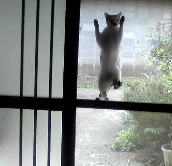 こいつに決めた!保護施設にいた猫氏、ロックオンした人物に猛アピール。その結果家族として迎え入れられる