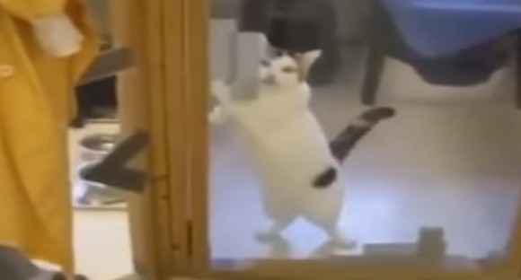こいつに決めた！保護施設にいた猫氏、ロックオンした人物に猛アピール。その結果家族として迎え入れられる