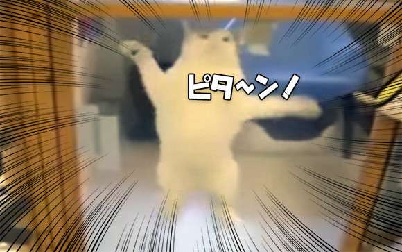 こいつに決めた！保護施設にいた猫氏、ロックオンした人物に猛アピール。その結果家族として迎え入れられる。 : カラパイア