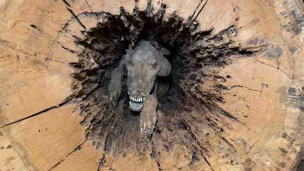 木の中で犬がミイラ化して発見される　20年後に発見 | ニコニコニュース