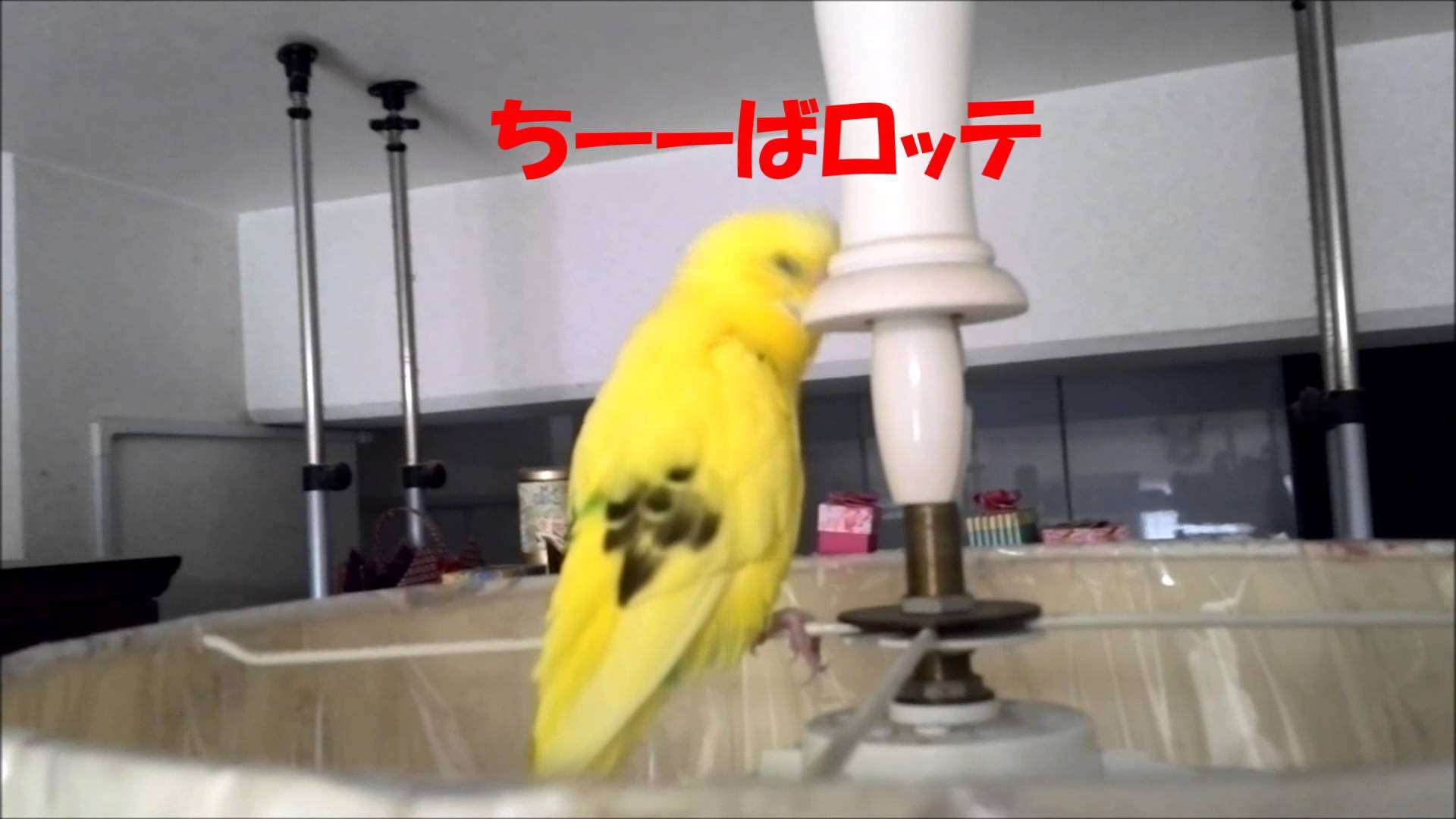 ぴのの千葉ロッテ 選手の応援（３，０、４，６，２２） - YouTube