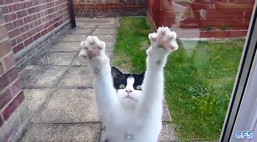 こいつに決めた!保護施設にいた猫氏、ロックオンした人物に猛アピール。その結果家族として迎え入れられる