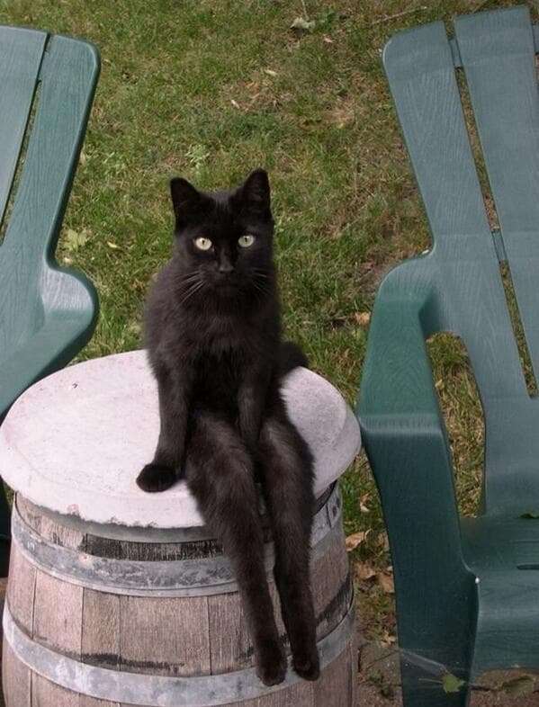 猫と犬の画像を交互に貼っていくトピ