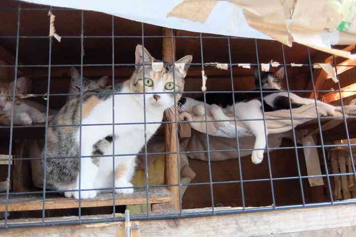 猫22匹「動くぬいぐるみ」扱い…ゴミ屋敷、野ざらしケージでネグレクト、エサは食べ残し弁当