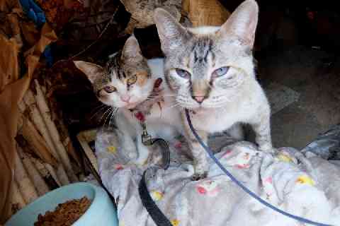 猫22匹「動くぬいぐるみ」扱い…ゴミ屋敷、野ざらしケージでネグレクト、エサは食べ残し弁当 - 弁護士ドットコム