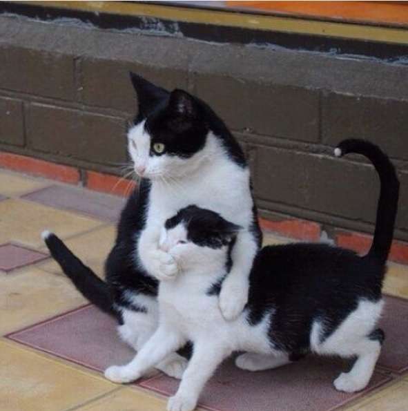 猫と犬の画像を交互に貼っていくトピ