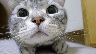 目の保養の画像