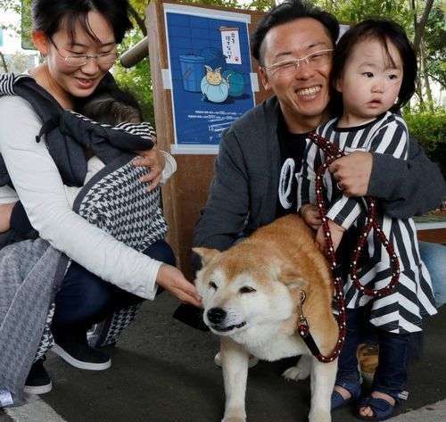 置き去りにされた柴犬　新しい家族見つかった3匹が再会（sippo） - Yahoo!ニュース