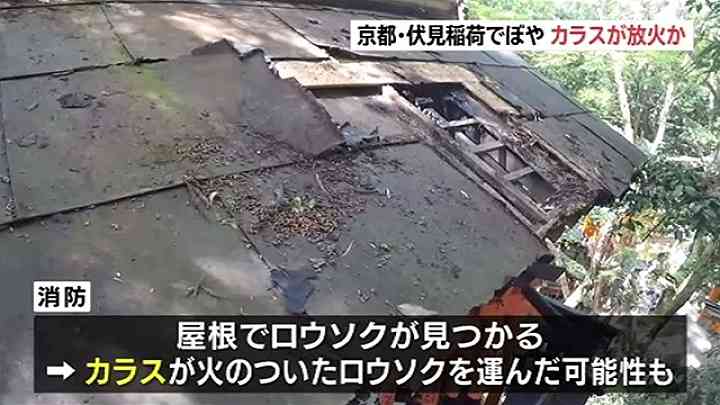 カラスが放火か、京都・伏見稲荷大社 ほこらの屋根燃える TBS NEWS